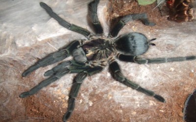 Phormictopus Sp. Full Green Tarantula